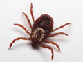 Tick that can give you Rocky Mountain Spotted Fever