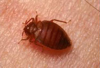 What bed bugs look like