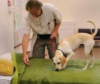 Dogs can sniff out if you have bed bugs