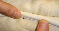 Bed bugs are mostly found in matresses