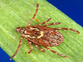 Female tick that can give RMSF
