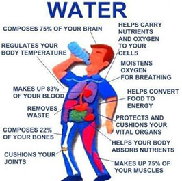 Water helps your body